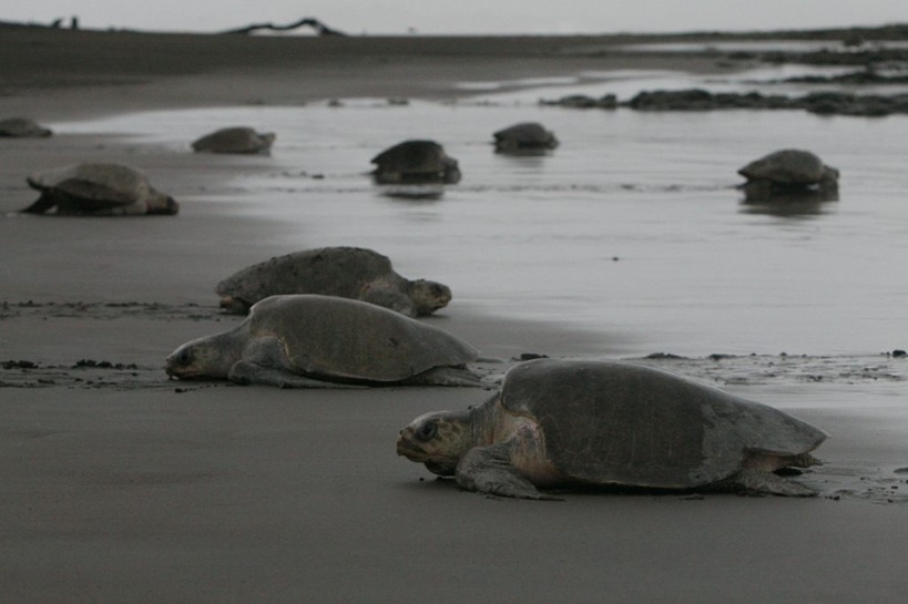 ESH -  SANCTUARY OF SERENITY AND WELLNESS 